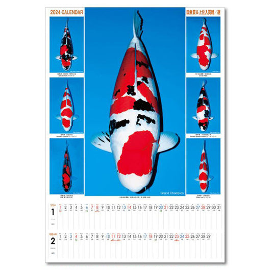2024年錦鯉カレンダー ジャンボサイズ 1冊 送料無料 但、一部地域除 同梱不可