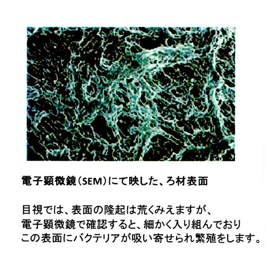 ゼンスイ バクテリアホールド Mサイズ(15Φ) 5L 送料無料 但、一部地域配送不可 2点目より4400円