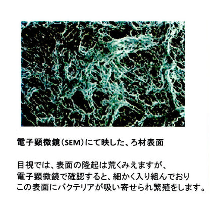ゼンスイ バクテリアホールド Mサイズ(15Φ) 10L(5L×2) 送料無料 但、一部地域除 同梱不可